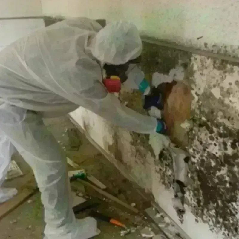 Mold Remediation and Removal in Taylor, NE